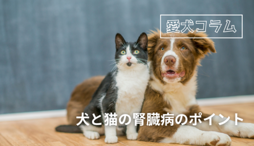 犬と猫の腎臓病のポイント